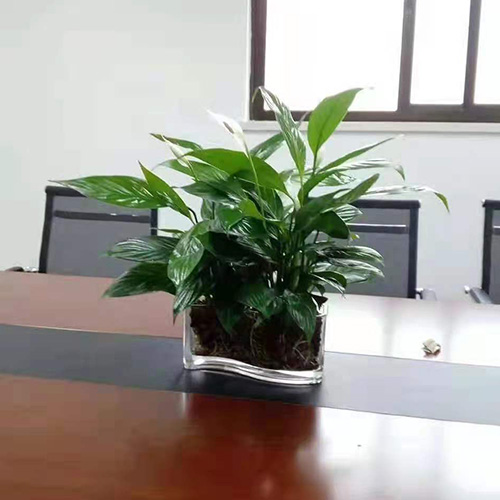 水培绿植