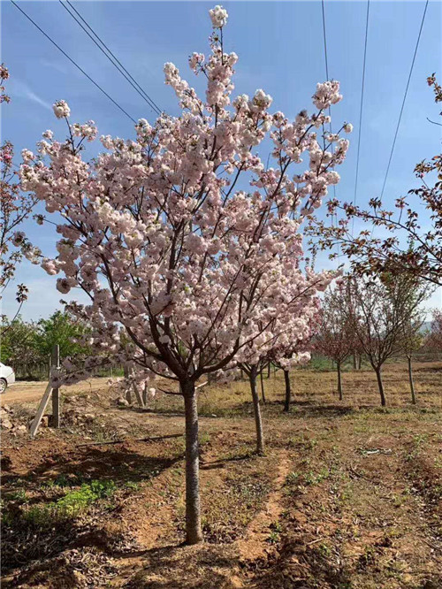 樱花
