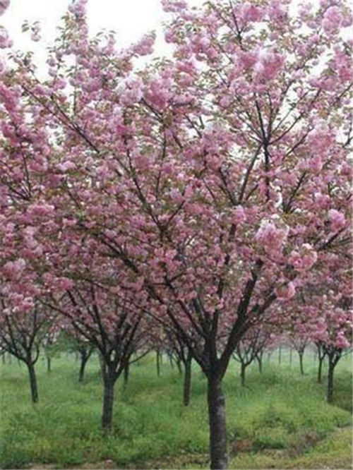 樱花