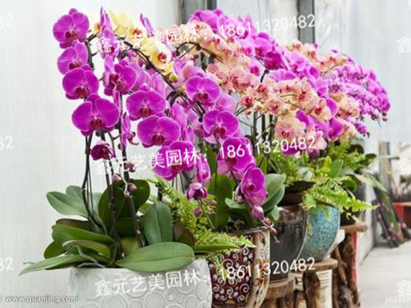 蝴蝶兰2