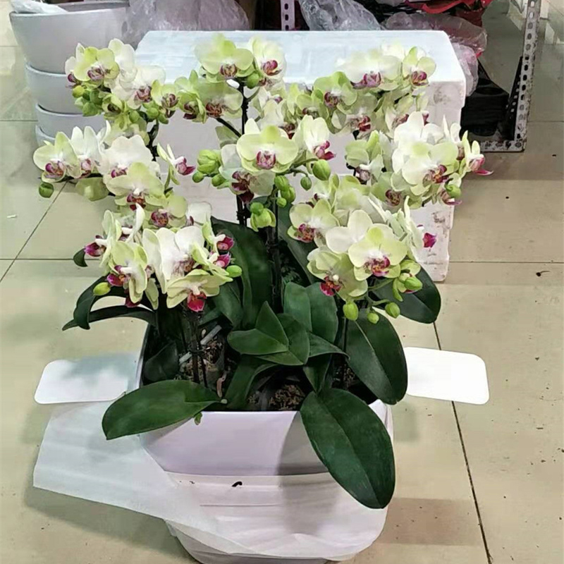 蝴蝶兰