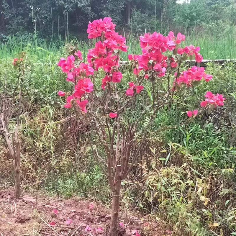 红色三角梅