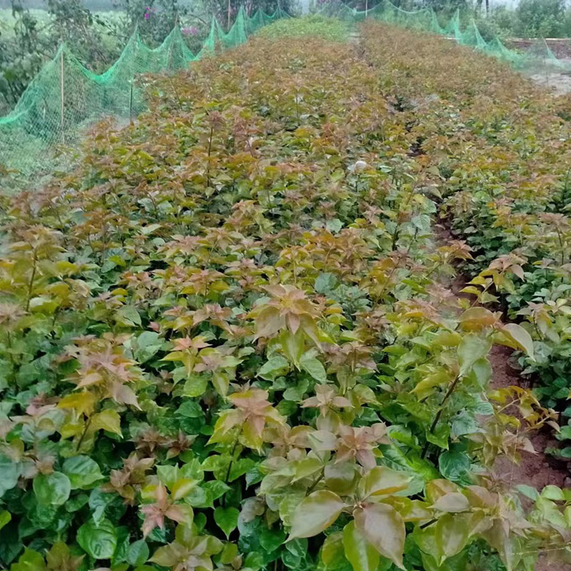 三角梅小苗