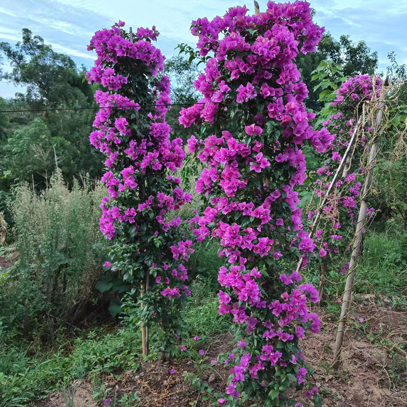 三角梅花柱