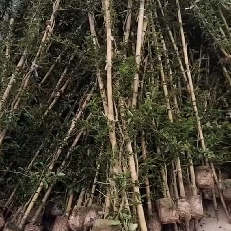 装车发货