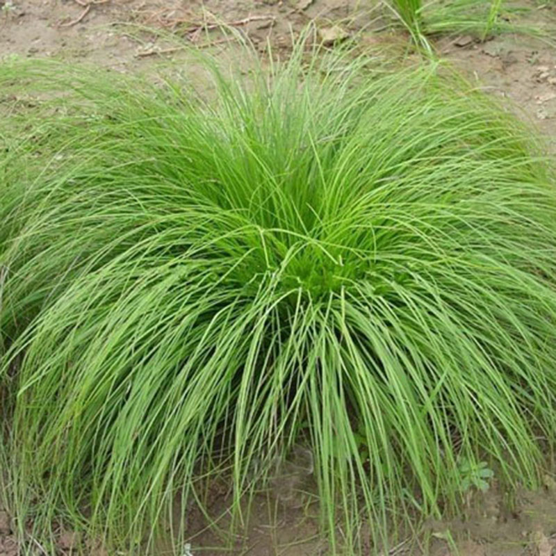 苔草