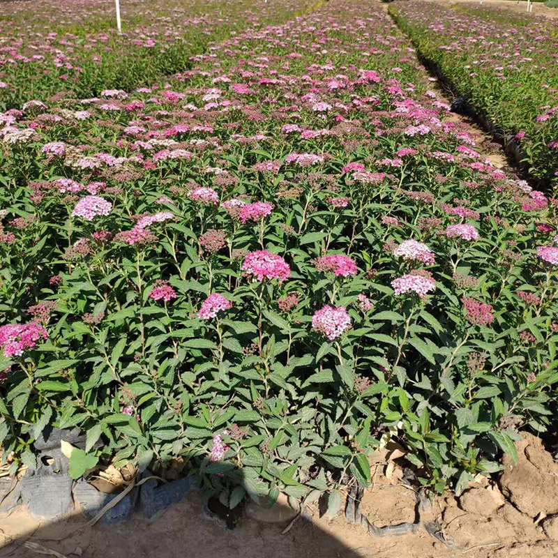 粉花绣线菊