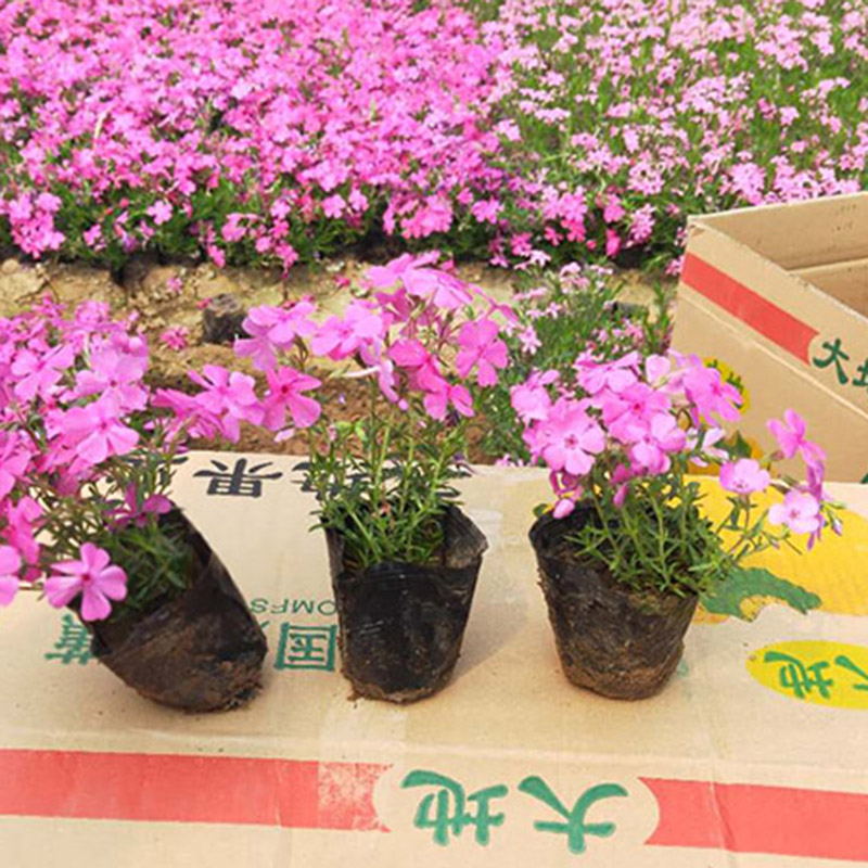 芝樱