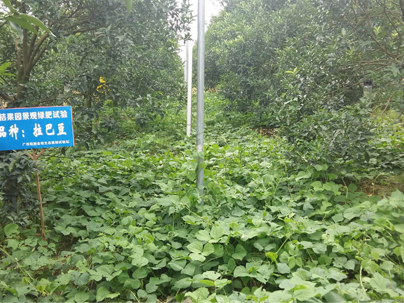 夏季绿肥 拉巴豆